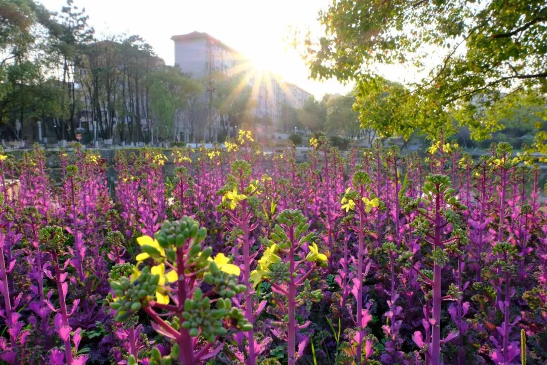 教育部：上半年这些考试 取消！(教育部考试中心取消考试怎么办)