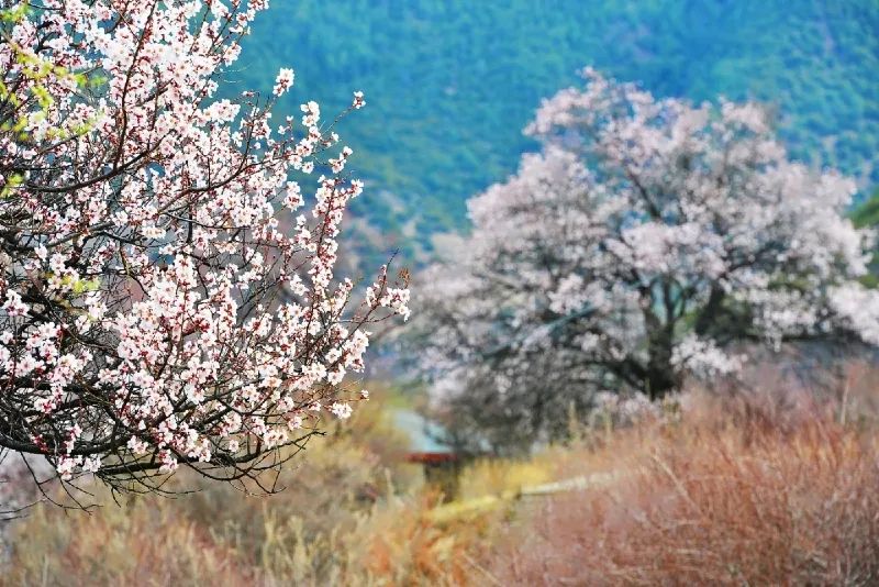 走，去西藏  |  進藏線路盤點 旅遊 第6張