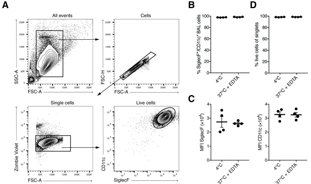肺泡巨噬細胞（AM）分離富集實驗操作使用方法