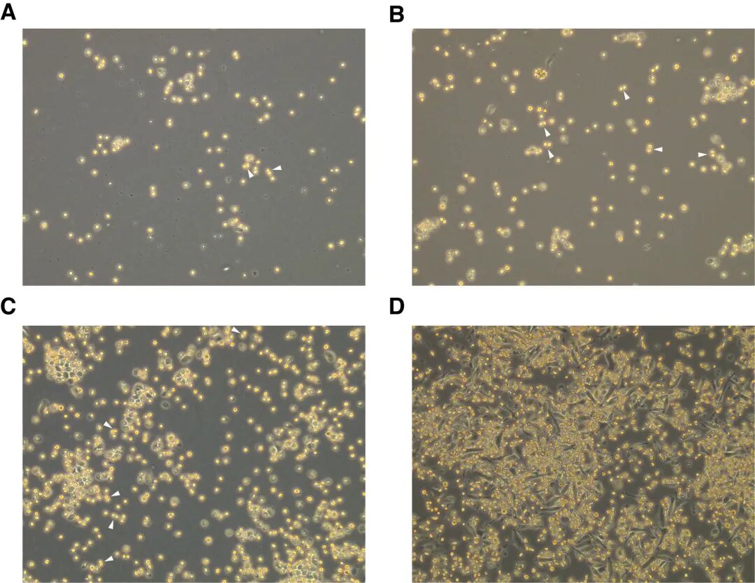 肺泡巨噬細胞（AM）分離富集實驗操作使用方法