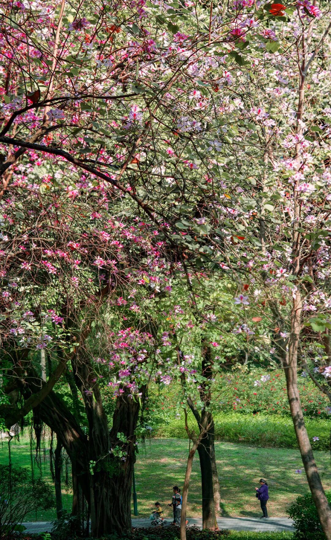 园林3.jpg
