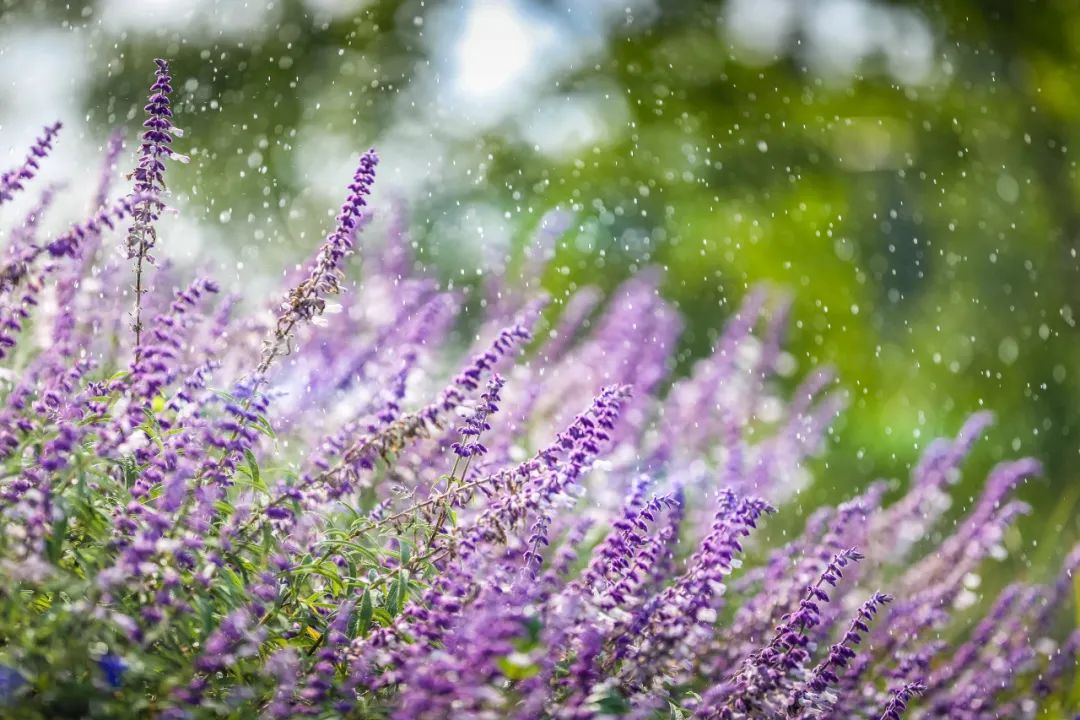 紫色鼠尾草的花语图片