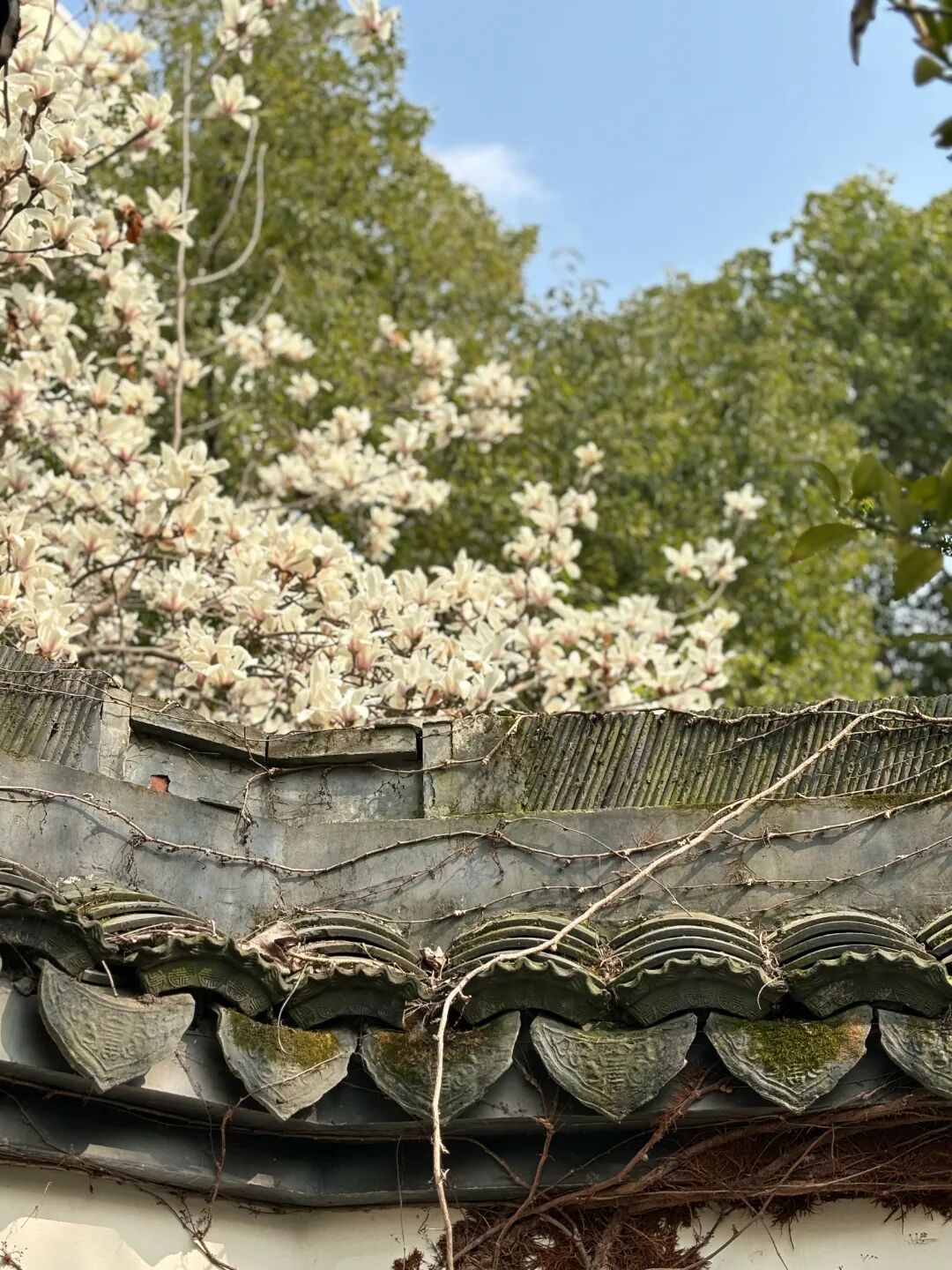醉白池公园栽植玉兰花20多株,主要分布在湘真榭,玉兰院,宝成楼等处