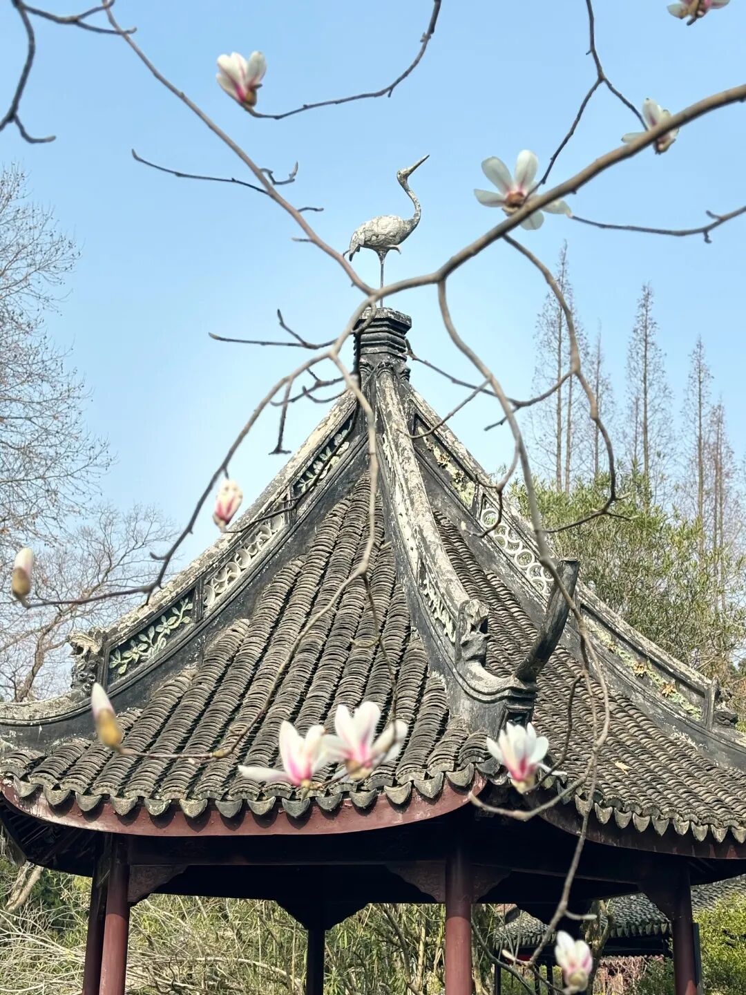 在上海五大古典园林之一的醉白池公园,洁白无瑕的白玉兰已经悄然绽放