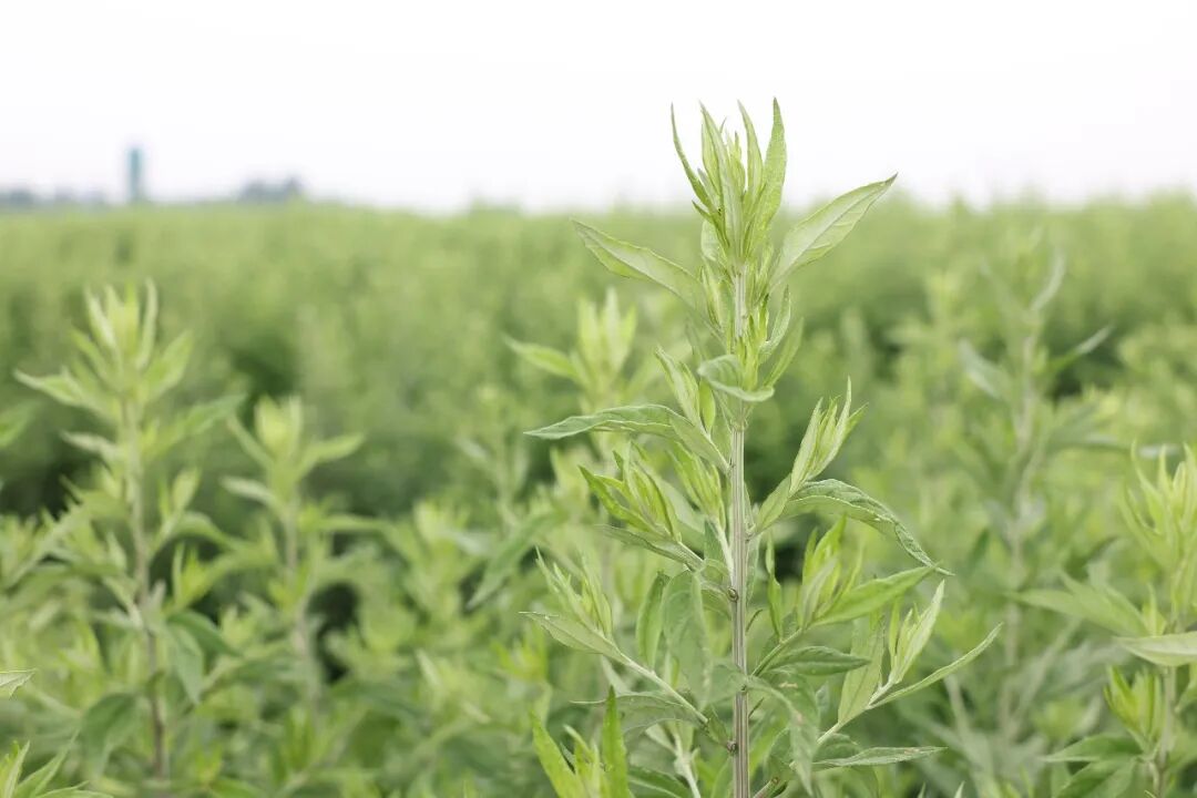 2023第四届道地南阳艾采收节隆重开幕员会成立大会隆重召开