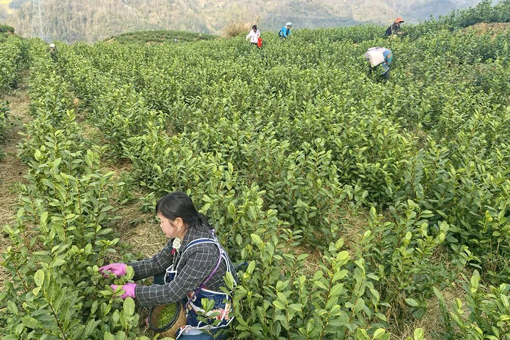 兴仁市屯脚镇屯上村：春茶抢“鲜”上市采收忙
