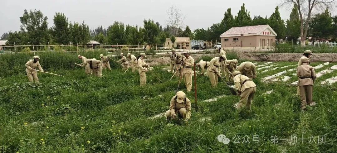 【兵地共建】阿克苏地区指尖微爱公益协会走进十六团老一营开展志愿活动