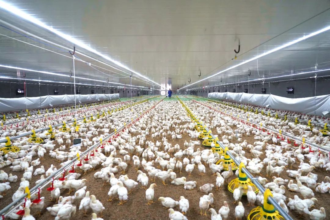 5月22日,笔者在中里乡平山村标准化养殖基地看到,两栋鸡舍整齐排列,小
