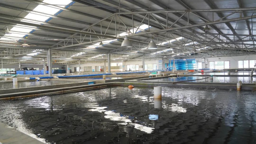 港北区:工厂化循环水养鱼 村民增收添门路