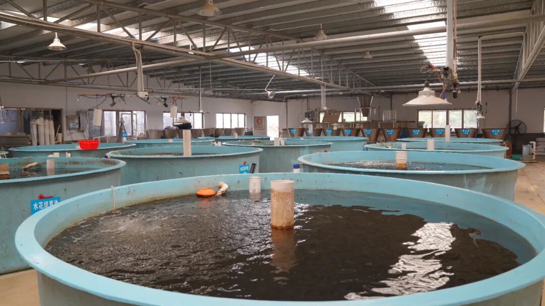港北区:工厂化循环水养鱼 村民增收添"门路"
