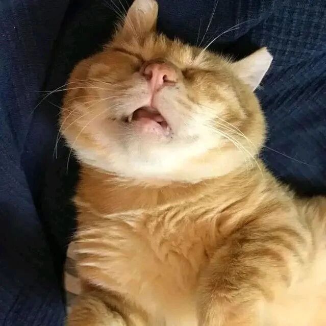 看到这只靠“睡觉”走红的橘猫，原谅我笑出了猪声