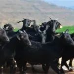 黑山羊养殖技术的要点与步骤