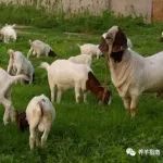 适合养羊的牧草品种有哪些？