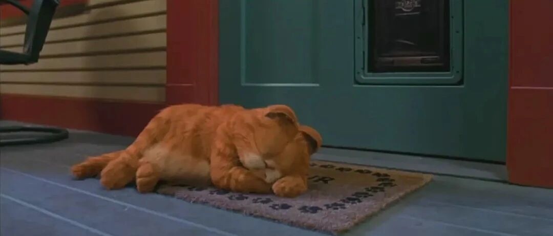 你看，一只代孕的猫