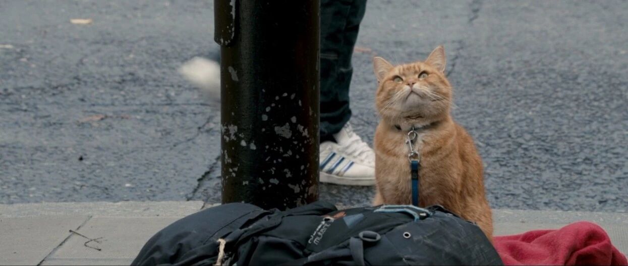 开工第一天，吸猫才是正经事