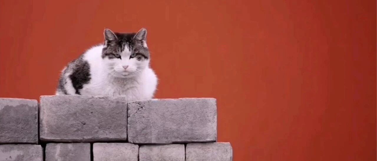 她在故宫当猫奴，记录不为人知的宫猫江湖