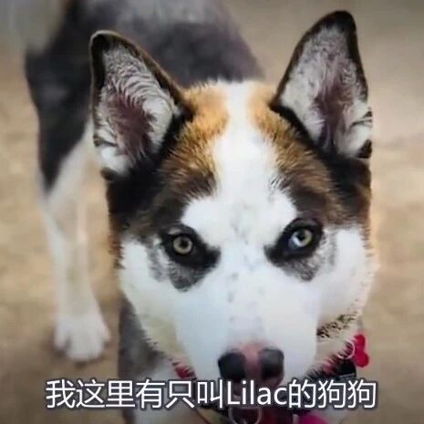 狗狗常年自己蜷缩在角落，还好遇到了他们...