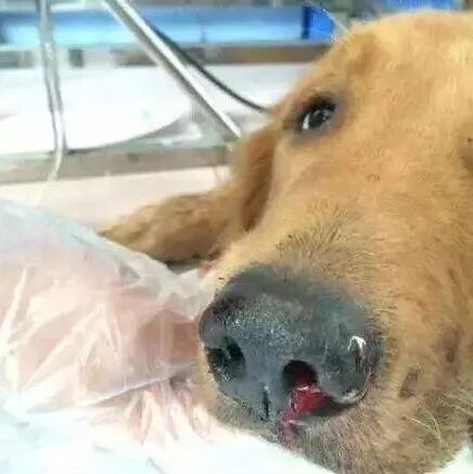 狗狗偷吃一斤葡萄酿成大祸，发现时已来不及说再见