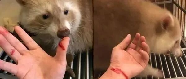 她养浣熊6年“用爱教育”，亲曝饲养方法：信任很重要