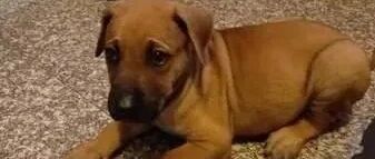 被遗弃狗狗浑身被烟头烫伤，还好她出现了...