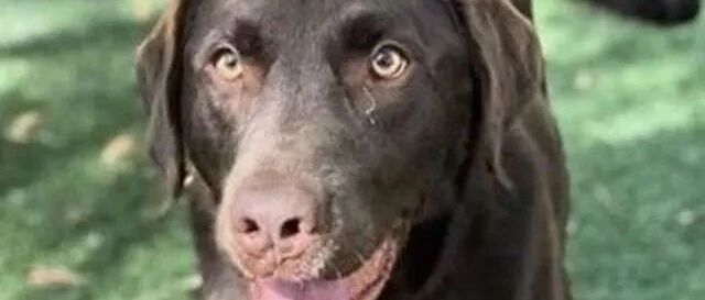 狗狗走失两年与主人再次重逢，一眼认出，兴奋“袋鼠跳”，狂讨亲亲