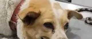 狗狗生病瘫在诊疗台上，但见人还是会挤出微笑打招呼...