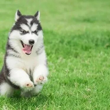 猫狗相依为命多年，狗狗离世，猫咪不吃不喝，18天后也跟着离开了