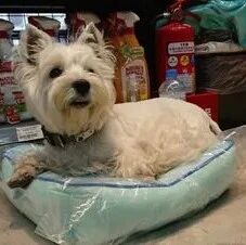 狗狗天天吹空调不幸丧命，医生道出原因后，让主人悔恨不已！