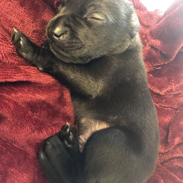 这只拉布拉多在做了“整形”手术后，终于可以下水游泳了…