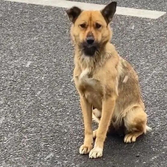 狗妈妈中了麻醉针后，它硬撑着回到孩子身边，喂完奶后才安心倒下…