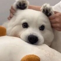 因为没有床位了，大叔拉着小狗的爪爪陪输液...超级暖！