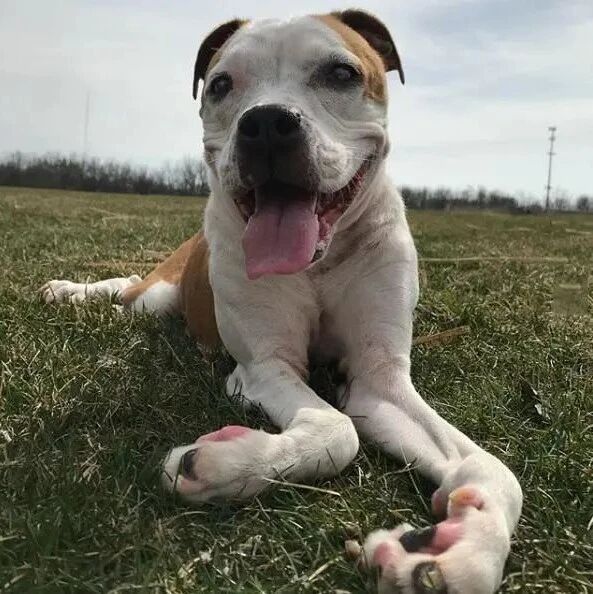 狗狗“身上没骨头”，几率仅十亿分之一，遭人抛弃，直到天使出现