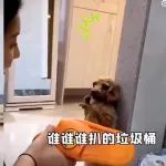 “东北女生训狗名场面！！” 哈哈哈这不比相声精彩！