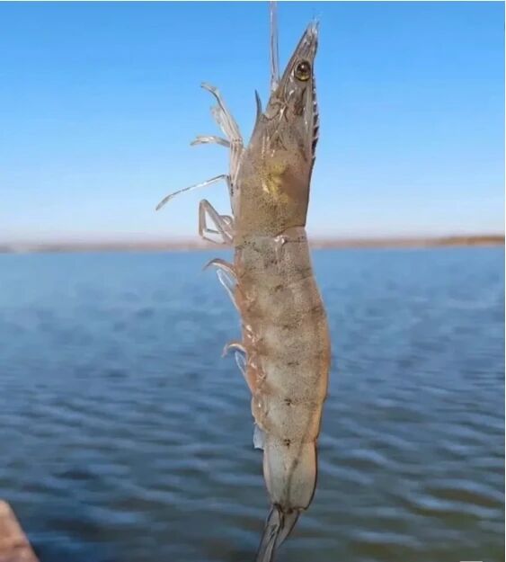 锦乐记生鲜优选