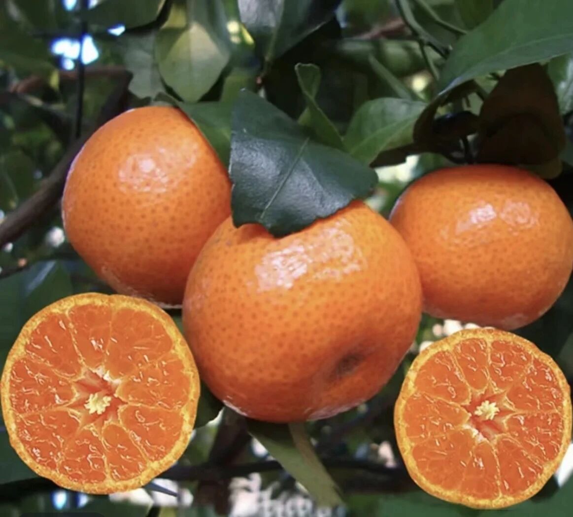 一帆风顺的花花园园