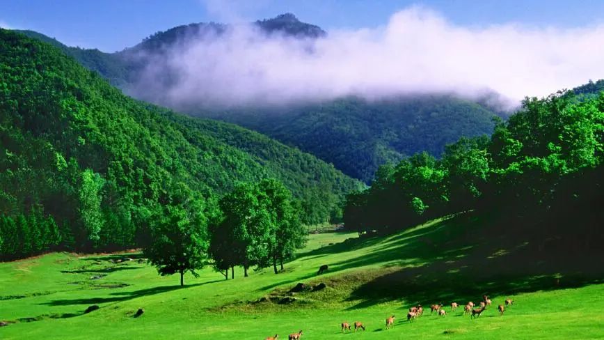 东北大小兴安岭8日