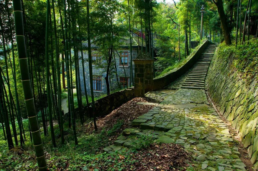 莫干山风景区下渚湖国家湿地公园里港叉交错,芦苇成片,湖水清澈,野鸟