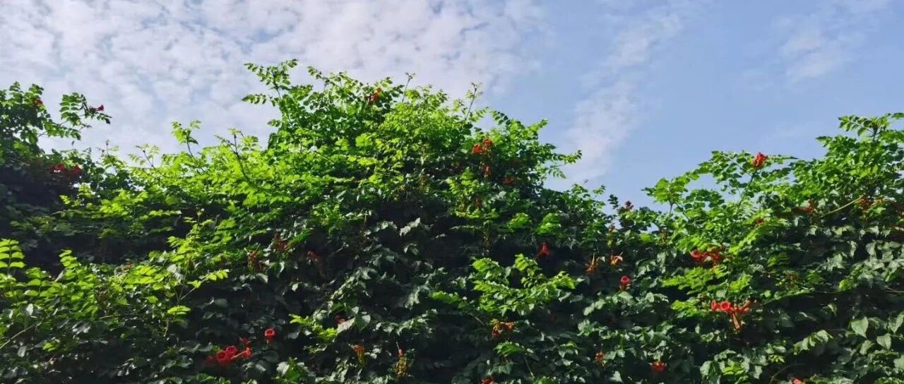 小暑养生需“冷淡”，暑湿伤人要警惕！这份养生秘诀“暑”于你