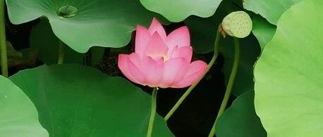 出伏了！迎来最凶险的29天！躲开6个误区，记住养生5点，全家健康少风险！