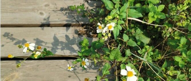 清明节食青团 这些知识你知道吗?