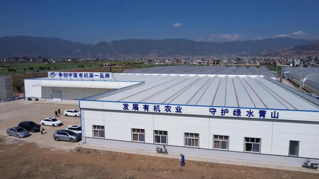 弥渡现代农业“种”出好“钱”景[00-03-25][20260129-162609722].jpg