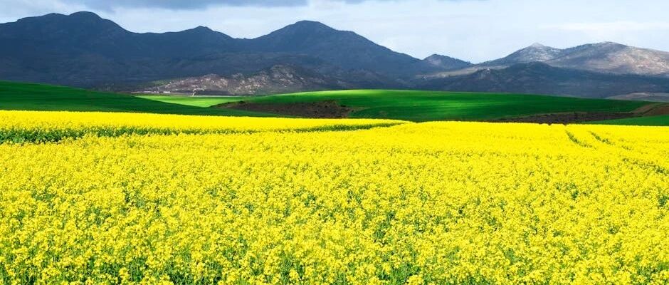 SAP 销售发票号码用完的处理方式 - 封面图