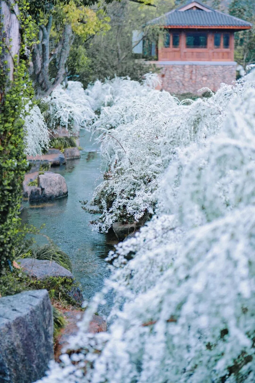 以为西湖够美了，直到看到了茶博馆的雪柳…_8_傑十六_来自小红书网页版.jpg