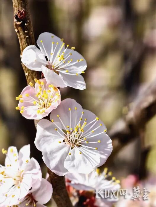 民心河畔杏花开，水岸春光入怀来。摄影：杨岩欣 (3)_副本