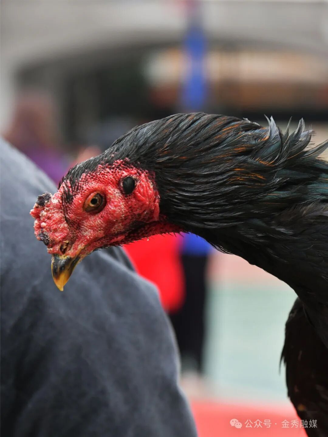 【网络中国节·春节】新春斗鸡比赛火热开赛 趣味活动
