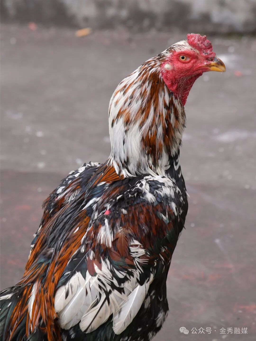 【网络中国节·春节】新春斗鸡比赛火热开赛 趣味活动