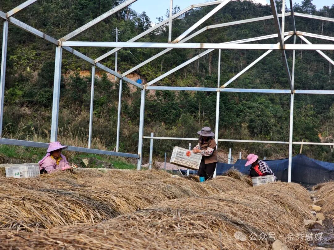 金秀镇六段村的广西桐群生态种养基地.