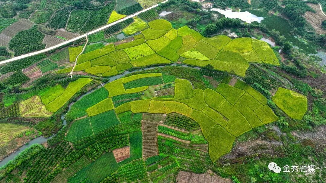 当前位置:>首页>新闻中心>金秀要闻>连日来,桐木镇三友村友村屯的水稻