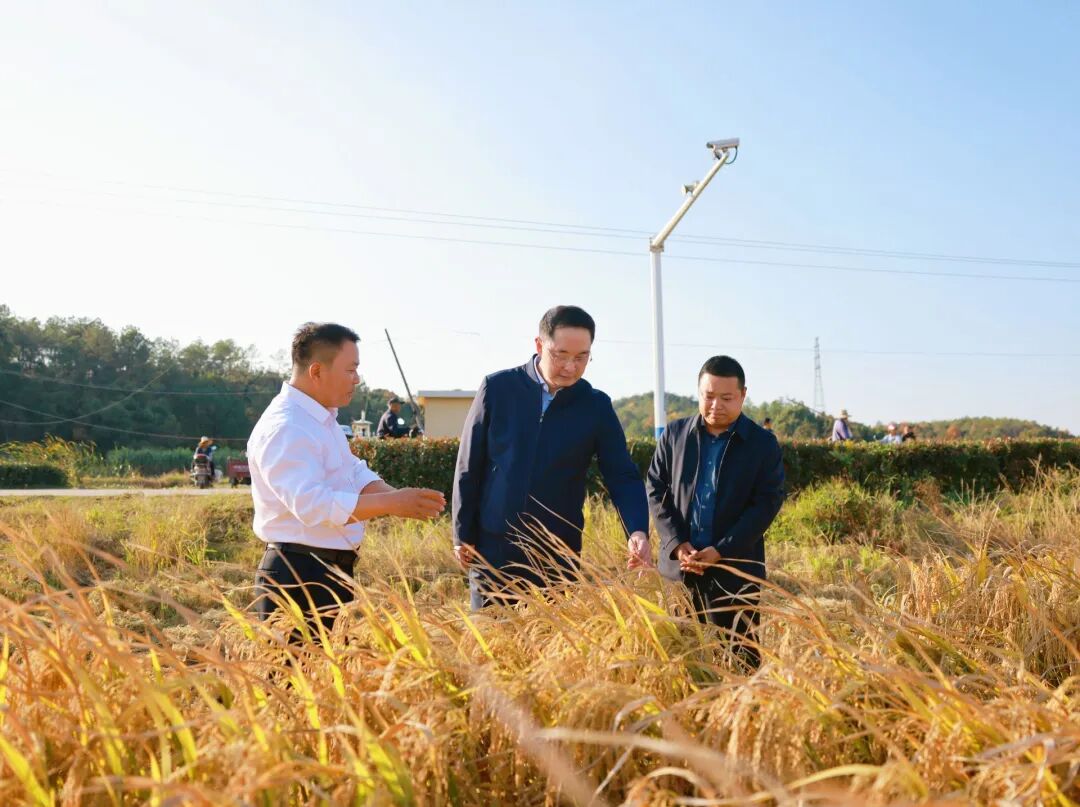 县委书记邱舰调研指导晚稻生产和企业生产运营工作