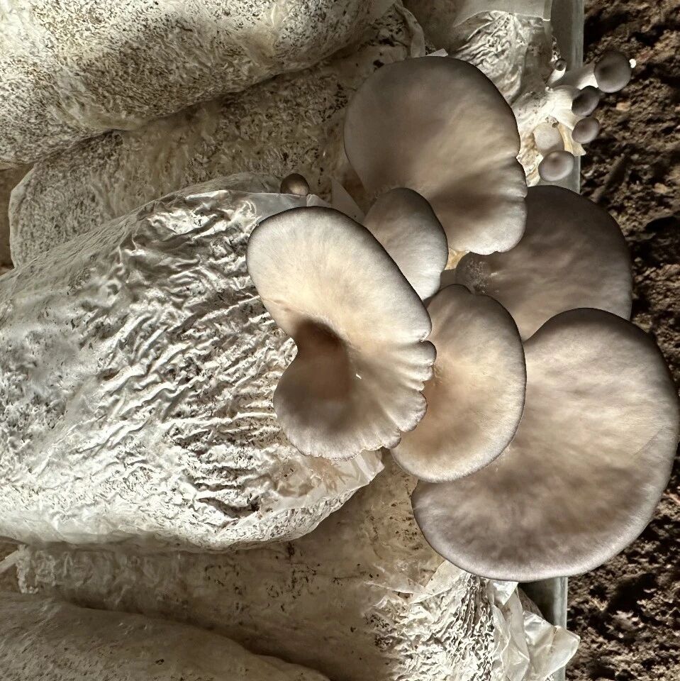 田园优质蔬菜出售